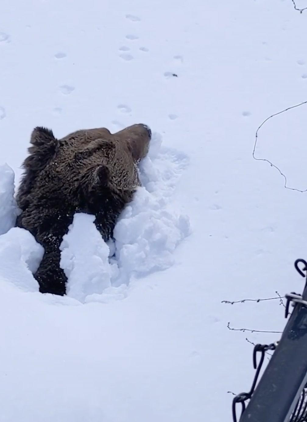 Boo, emerging from his den. (Courtesy of <a href="https://kickinghorseresort.com/">Kicking Horse Grizzly Bear Refuge</a>)