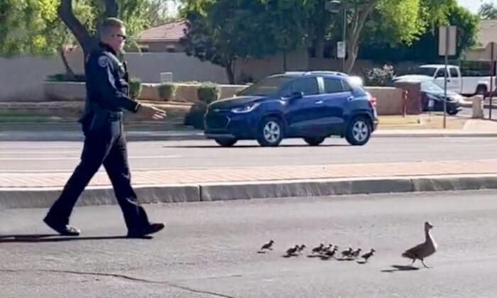 VIDEO: Officer Escorts Duck and Her Babies Across Busy Road, 'First Class Service Right Here!'