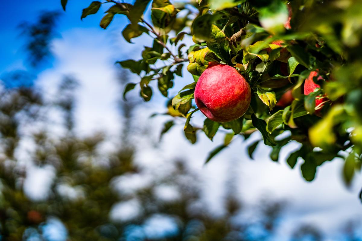 Non-Perishable ‘Miracle’ Apples Grown by Elderly Man Reveals the Secret to Health