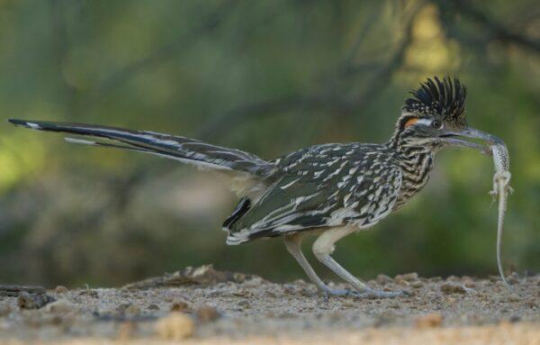 In the hope of impressing a mate, a male roadrunner catches a lizard and displays it proudly before the female. (National Geographic for Disney+/Neil Anderson)