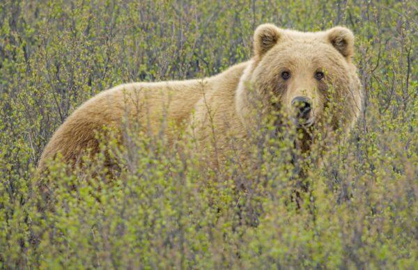It's Caribou calfing season in Nelchina, Alaska, and that only means one thing for Grizzly bears: dinner. This Grizzly has sniffed a Caribou herd, and is on their trail. (National Geographic for Disney+)