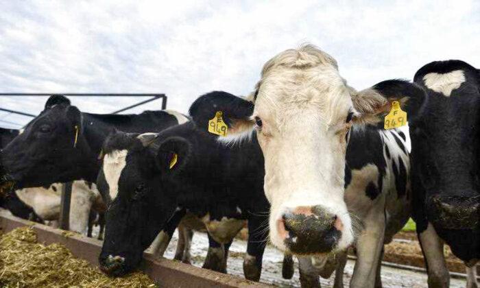 Pill That Cuts Down Cow Flatulence, Belching Hits Global Market