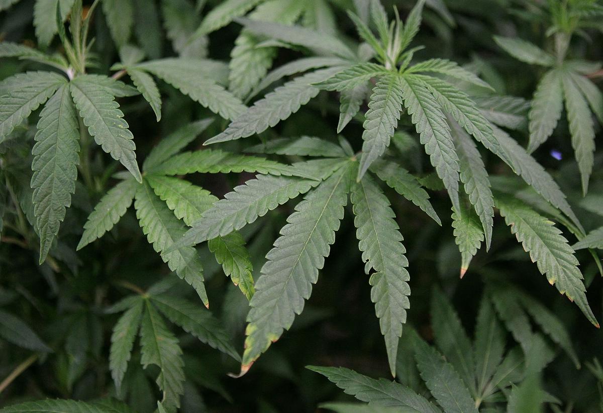 LA County Puts Cannabis Business Tax Measure on November Ballot