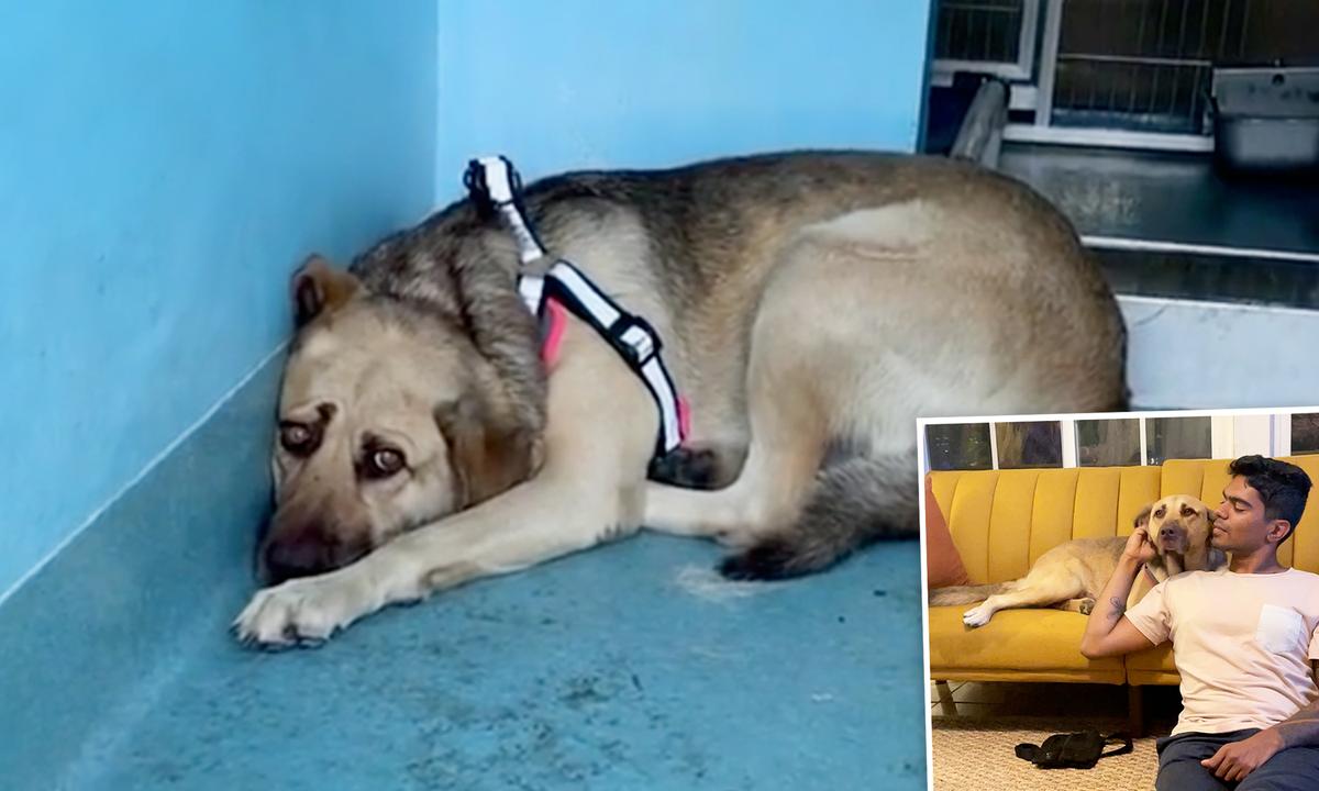 Terrified Dog Hides in the Corner of Shelter Until She's Rescued, Forms the Most Special Bond With Owner