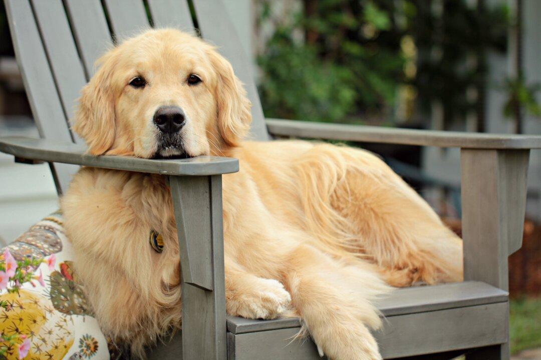 Mast Cell Tumor Is the Most Common Canine Skin Cancer