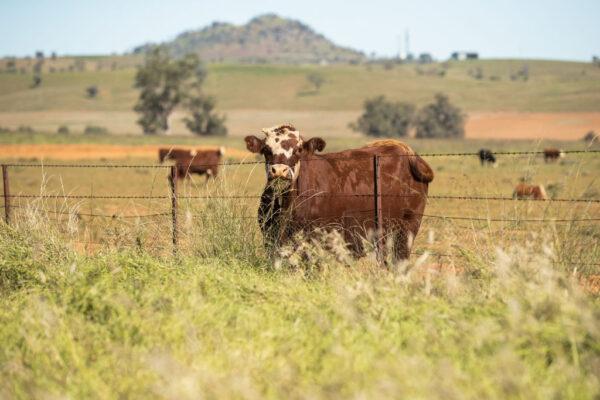 Cattle eats grass over the fence in north west New South Wales, Australia, on May 4, 2020. (Mark Kolbe/Getty Images)