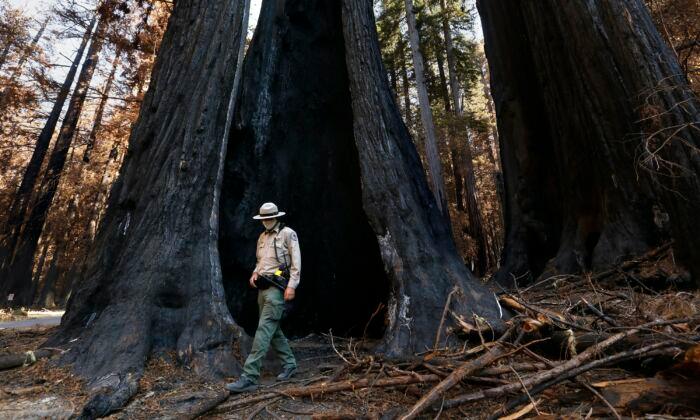 Portions of Fire-Scarred Big Basin Redwoods State Park Will Reopen This Month