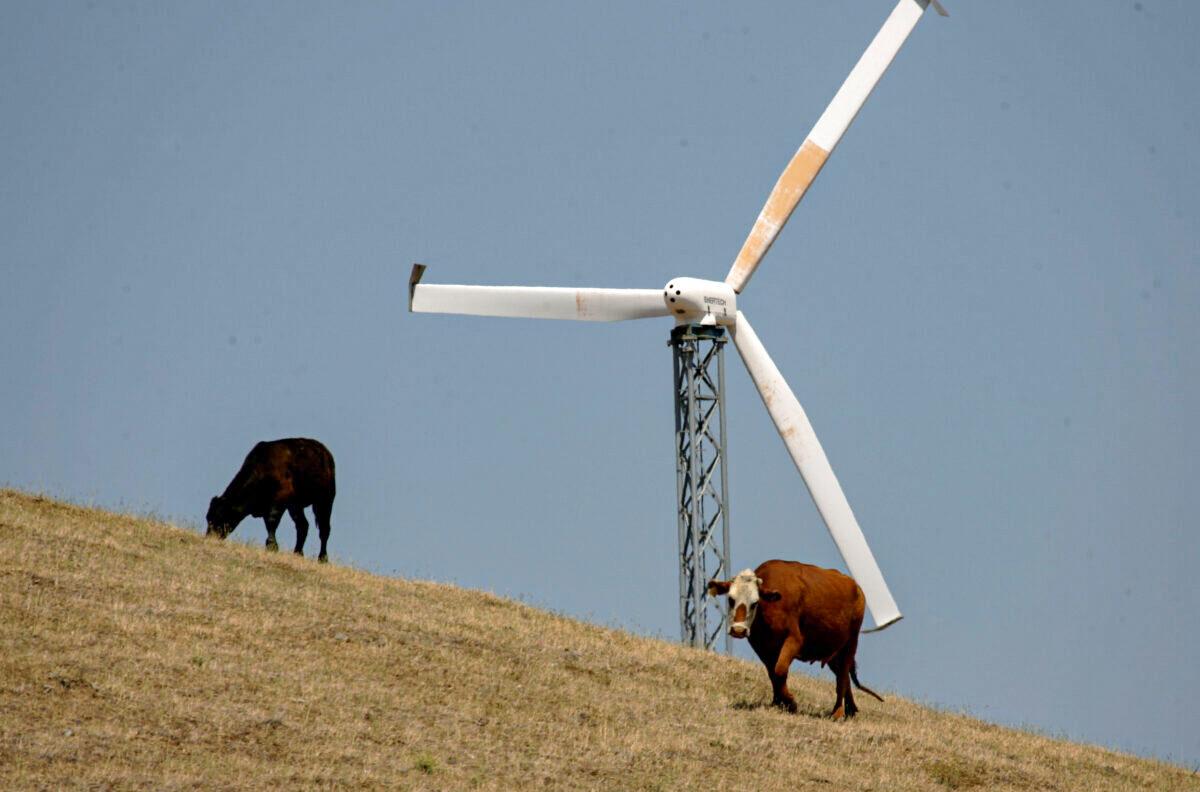 Cows grazing near a wind turbine in Livermore, California, on May 16, 2007. (Justin Sullivan/Getty Images)