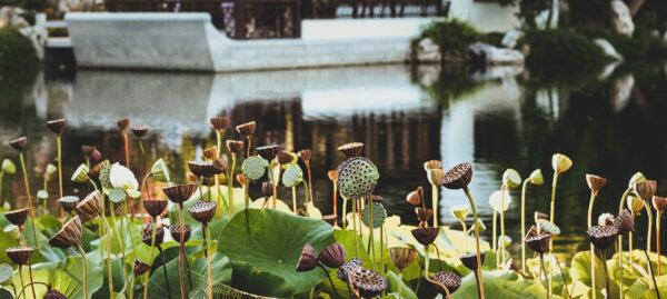 Lotus Pods have dropped their seeds to continue the circle of life in the Lake of Reflected Fragrance / Ying Fang Hu /  映芳湖. (Jeff Perkin)