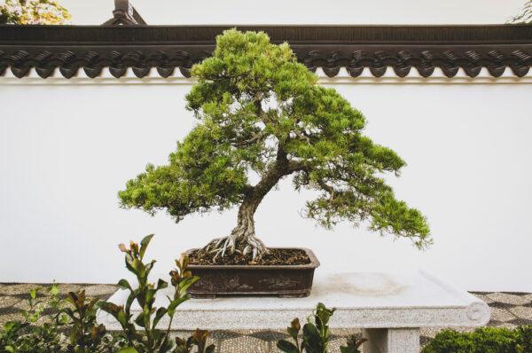 This Penjing is part of the Verdant Microcosm / Cui Ling Long / 翠玲瓏 and throughout the day casts it’s artful shadows on the Cloud Wall behind it. (Jeff Perkin)