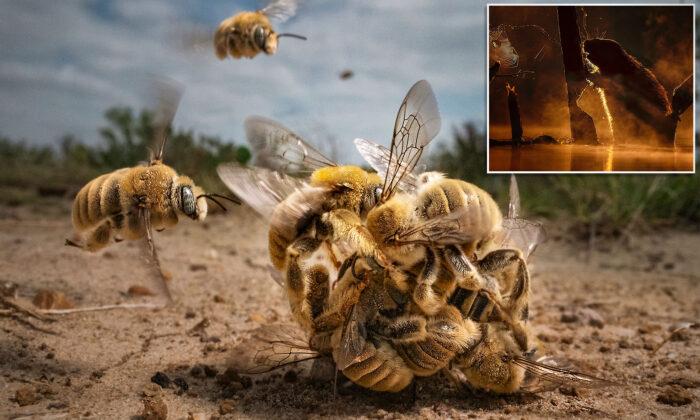 Buzzing ‘Bee Balls,’ Busy Beavers, and Beyond: Winners of BigPicture Photography Competition 2022 Revealed