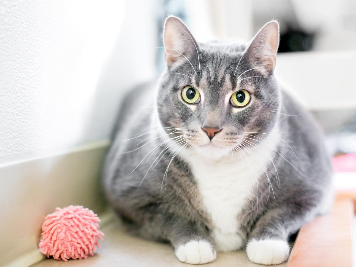 Limit Pet’s Weight Gain After Sterilization Surgery