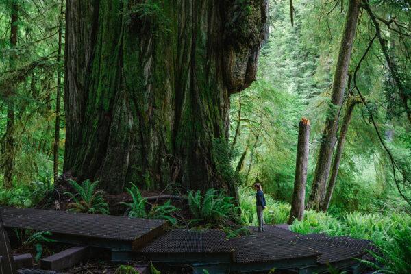 Grove of Titans in Jedediah Smith Redwoods State Park in Crescent City, California is home to ancient redwoods known for their size and age. (Myung J. Chun/Los Angeles Times/TNS)
