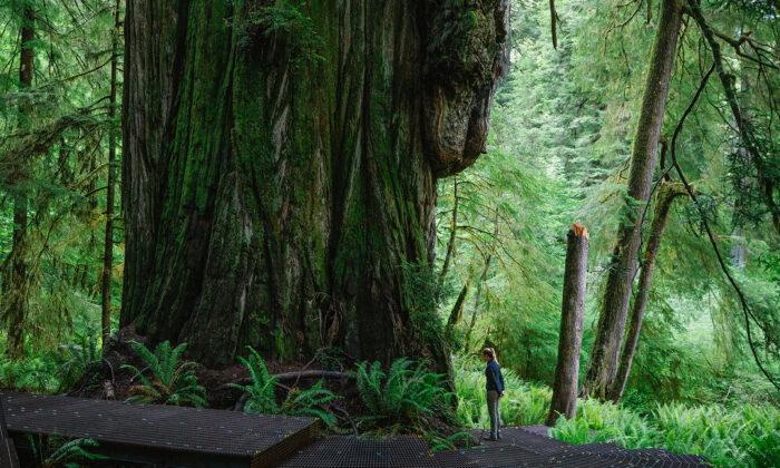 This Secret Hike Through California’s Giant Redwoods Will Take You to Another World