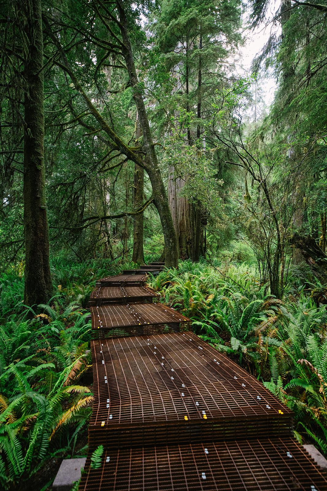 Elevated walkways on Mill Creek Trail at the Grove of Titans in Jedediah Smith Redwoods State Park in Crescent City, California help protect the trees' roots and other plant life from pedestrians. (Myung J. Chun/Los Angeles Times/TNS)