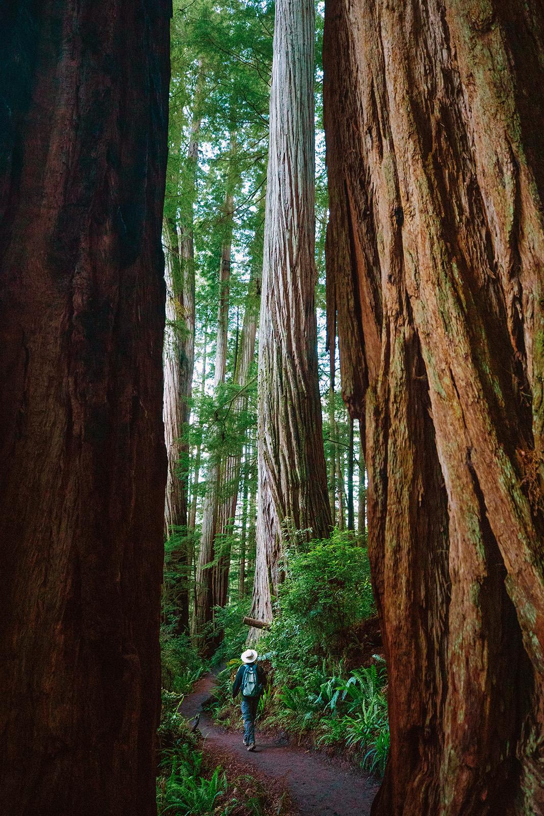 Mill Creek Trail leads to the Grove of Titans in Jedediah Smith Redwoods State Park in Crescent City, California. (Myung J. Chun/Los Angeles Times/TNS)