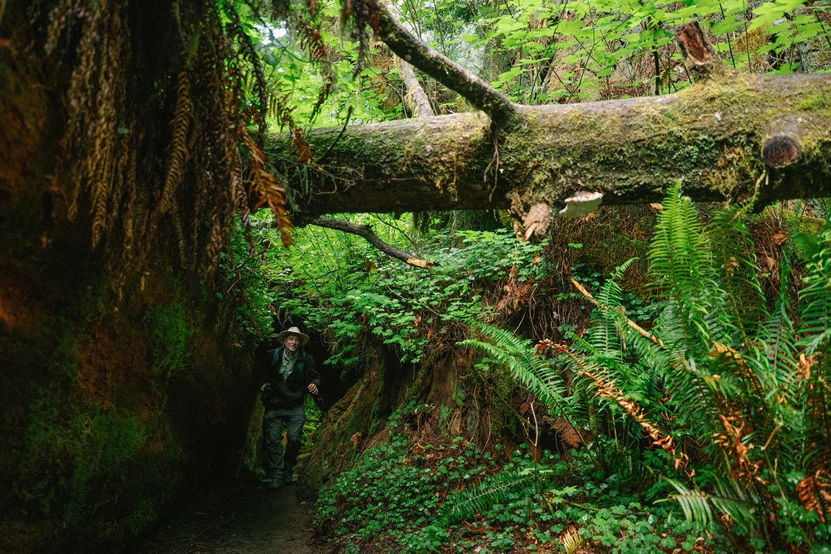 Los Angeles Times travel writer Christopher Reynolds walks through a tunnel created by a fallen tree and canopy cover in Jedediah Smith Redwoods State Park in Crescent City, California. (Myung J. Chun/Los Angeles Times/TNS)