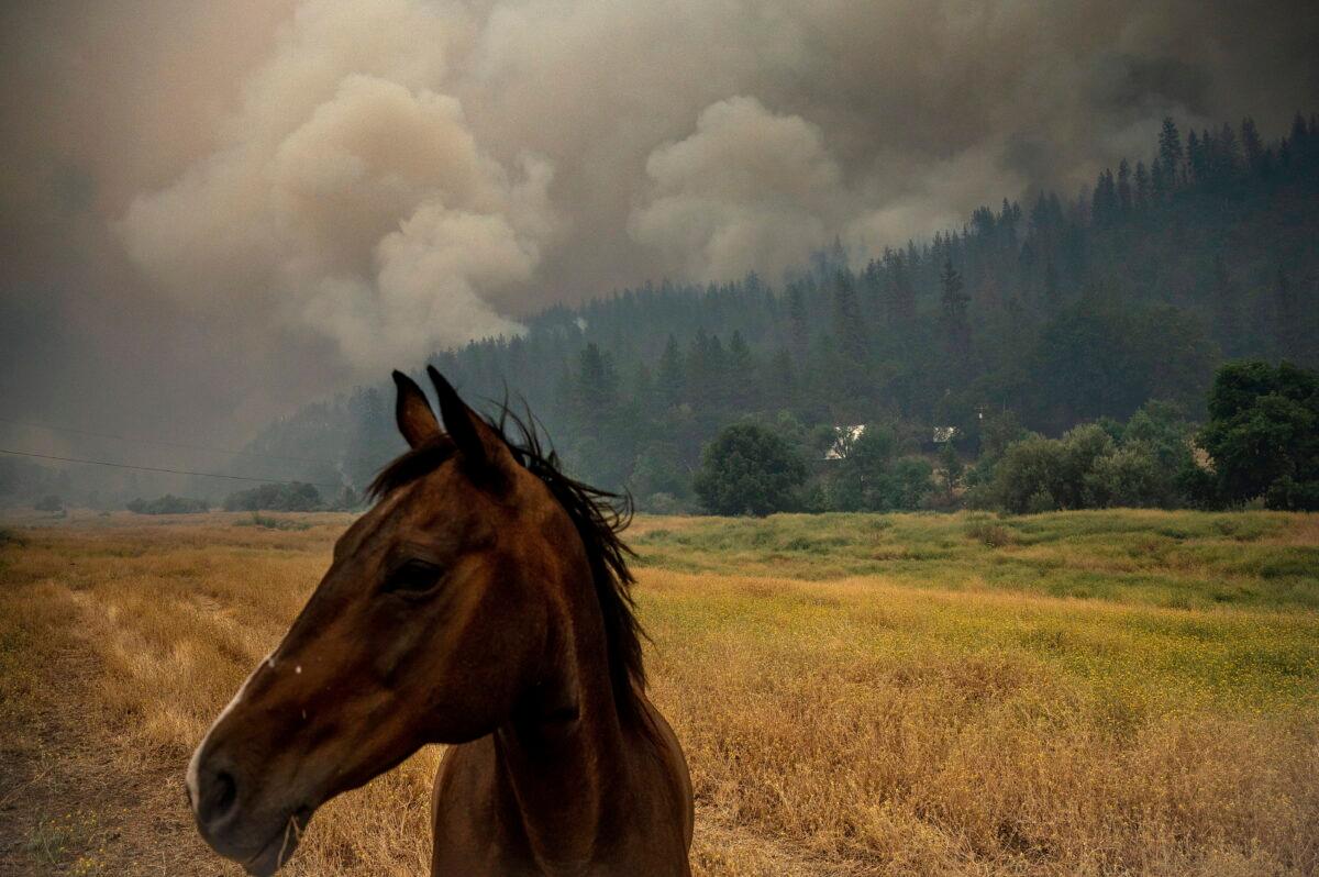 A horse grazes in a pasture as the McKinney Fire burns in Klamath National Forest, Calif., on July 30, 2022. (Noah Berger/AP Photo)