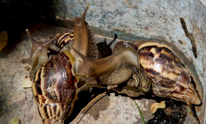 Effort Begun to Eradicate Giant African Snails in Florida