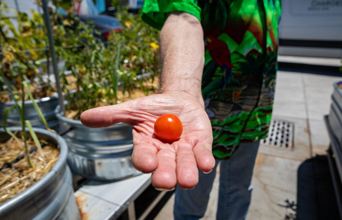 Alan Smith holds a fresh tomato at the Garden of Hope, located behind the Catholic Charities of Orange County in Santa Ana, Calif., on July 7, 2022. (John Fredricks/The Epoch Times)
