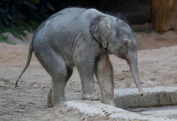 Two-day-old male baby elephant Umesh walks in the Kaeng Krachan Elephant Park at the zoo in Zurich, Switzerland, on Feb. 6, 2020. (Arnd Wiegmann/Reuters)