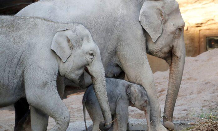 Ojai Becomes First US City to Recognize the Bodily Rights of an Animal—Elephants