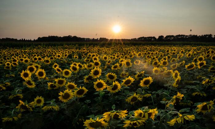How to Grow Your Own Majestic Sunflower Patch