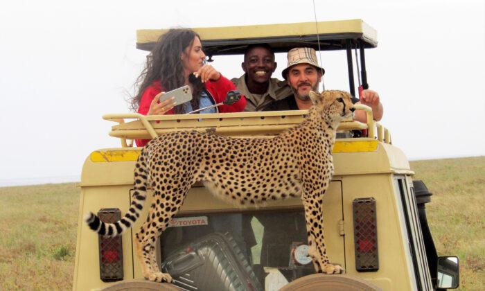 Photos: Cheetah Hitches a Ride, Surprising Tourists With a Chance for Close-Up Shots