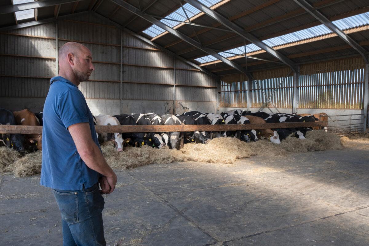 Jaap Zegwaard watches some of his herd of 180 cattle, mostly black and white Holstein-Friesians, eat in his milking barns in Maasland near Rotterdam, Netherlands, on July 8, 2022. (Mike Corder/AP Photo)