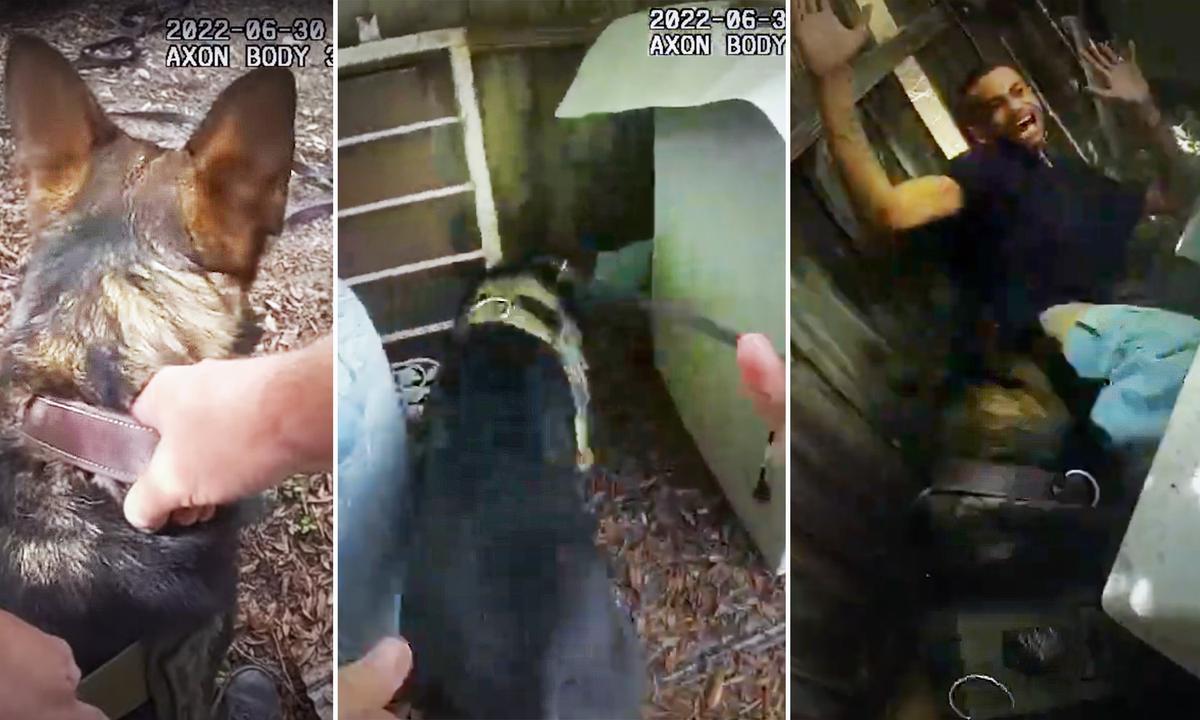 VIDEO: Florida K9 Unit and Deputy Track Down Violent Carjacking-Murder Suspect, Marking Dog’s First Arrest
