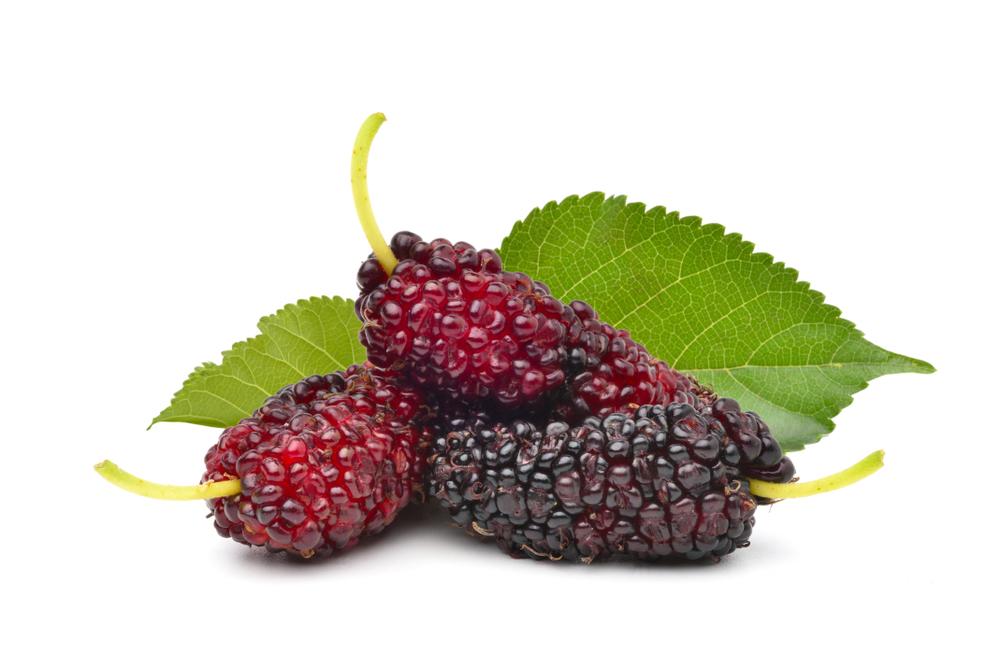 Mulberries. (Photoongraphy/Shutterstock)