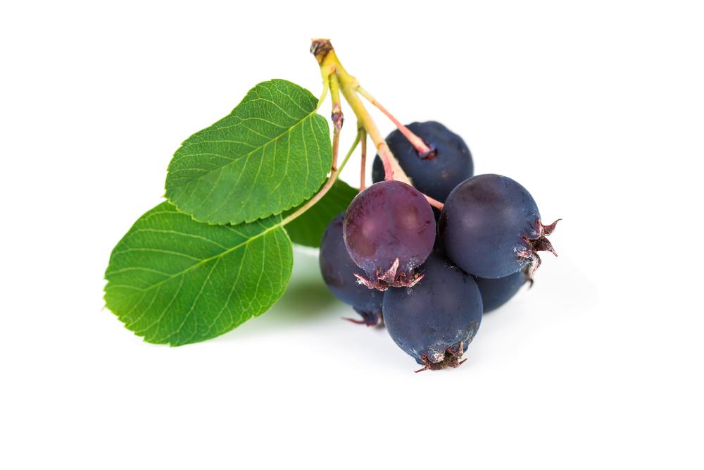 Juneberries. (Nataliia Pyzhova/Shutterstock)