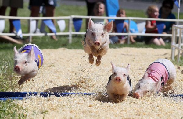 Pigs with the All-Alaskan Pig Racing round the track during a race at the Alameda County Fair in Pleasanton, Calif., on June 23, 2011. (Justin Sullivan/Getty Images)