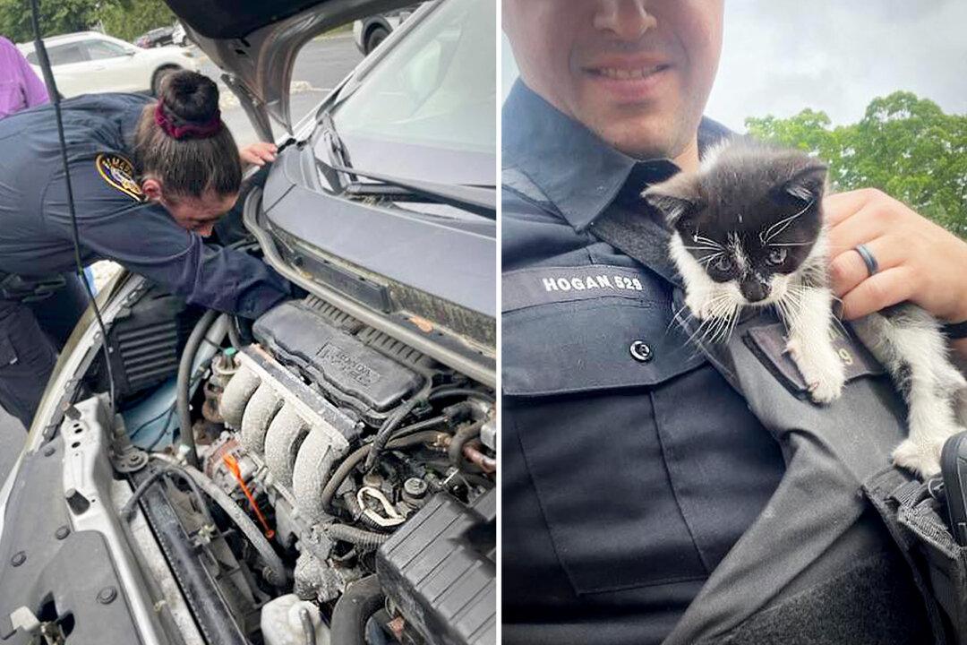 Kitten Trapped Between Car Engine Block and Firewall Rescued by Police Officer, Who Gives Him New Home
