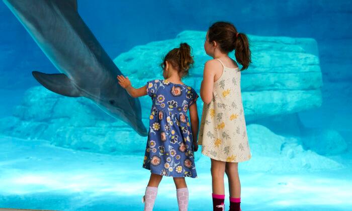 Clearwater Marine Aquarium Opens Multi-Faceted Dolphin Exhibit