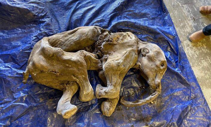Miners Say Baby Woolly Mammoth Find in Yukon Is Biggest Event in Life so Far