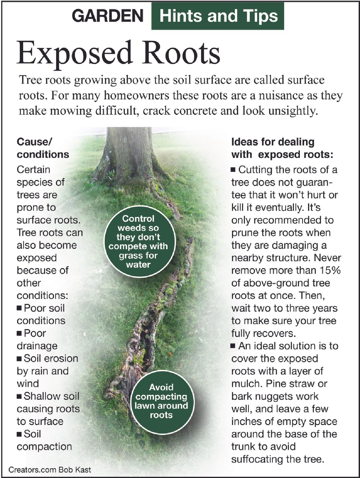 exposed roots tip sheet
