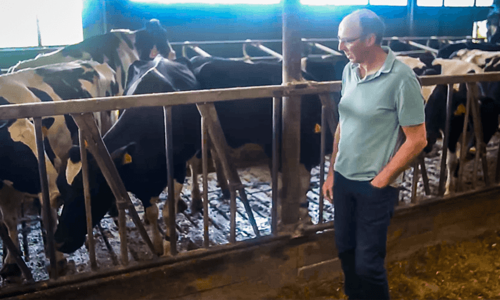 Dutch Dairy Farmer Faces Having to Cull 95 Percent of His Cows