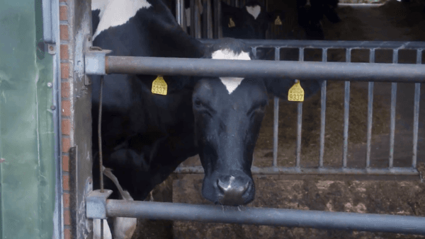 A cow at Martin Neppelenbroek's farm in Lemelerveld, Netherlands, on July 7, 2022. (The Epoch Times)