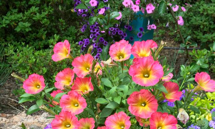Glowing Color of Persimmon Creates a Most Stunning Petunia