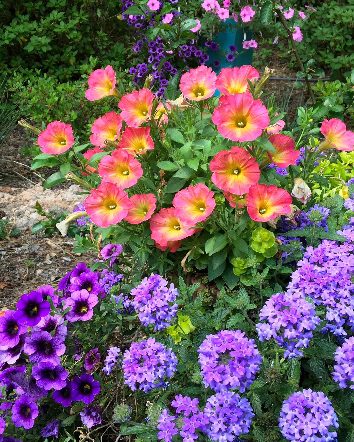 Glowing Color of Persimmon Creates a Most Stunning Petunia