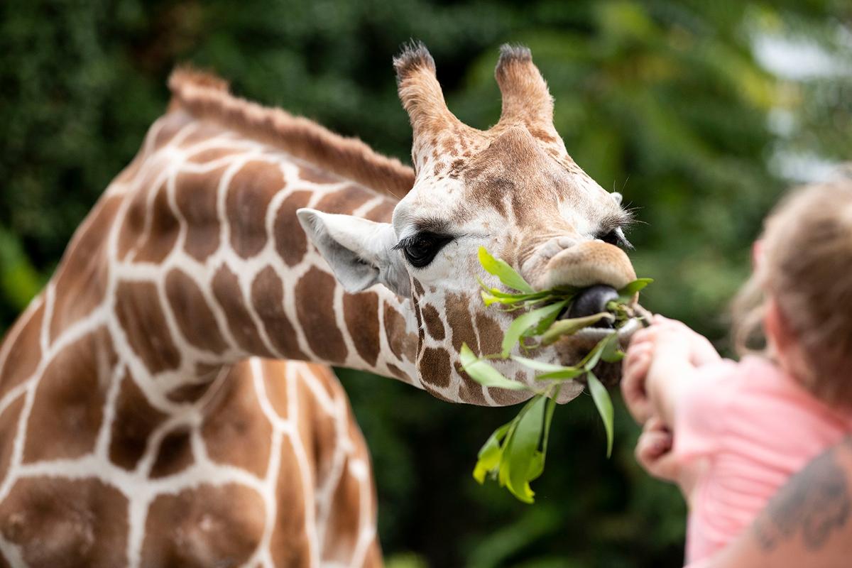 Mariah Wetherby, 4, and Tyler Wetherby, of Pitman, New Jersey, feed a giraffe at the new giraffe feeding encounter at the Philadelphia Zoo. (Monica Herndon/The Philadelphia Inquirer/TNS)