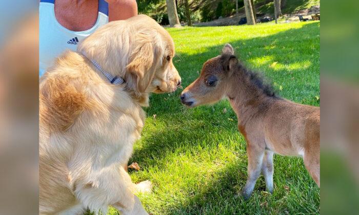Mini Horse Who Didn’t Have Any Friends Due to Protective Mom Forms a Special Bond With the Dogs on the Ranch