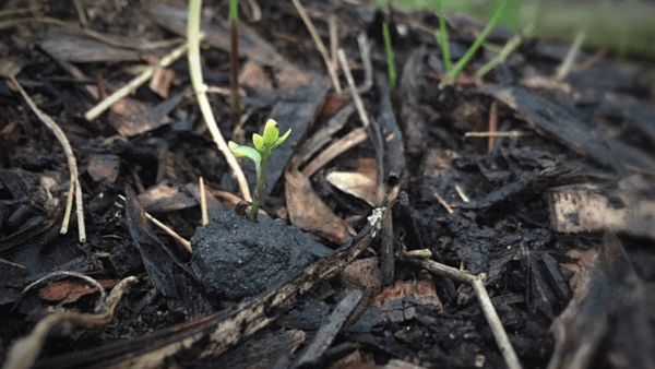 Seed-dispersing drones were used to plant this sprout in a project to save natural wildlife and native species. (AirSeed)