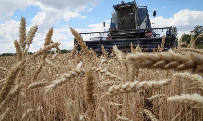 Wheat Prices Surge, Indicate Worse Food Crisis Ahead