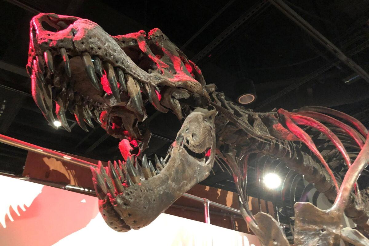 The skeleton of a Tyrannosaurus rex, the large meat-eating dinosaur that lived in western North America and went extinct 66 million years ago, is displayed at the Smithsonian National Museum of Natural History in Washington, June 16, 2019. (Reuters/Will Dunham/File Photo)