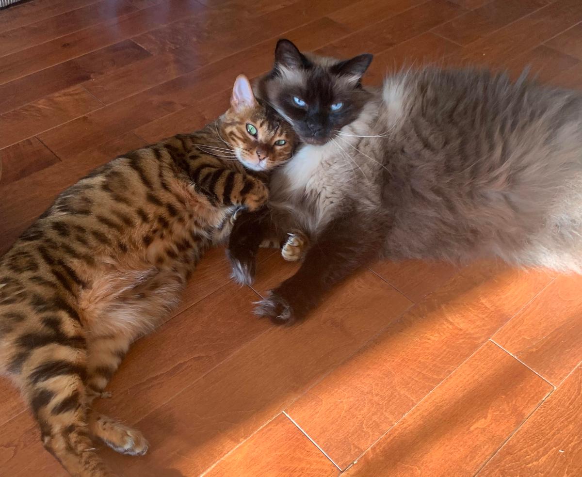 Kitty, a 3-year-old Bengal cat, and Max, a 5-year-old Balinese cat. (Courtesy of <a href="https://www.tiktok.com/@feathersandfriends">Cairo the Grey</a>)