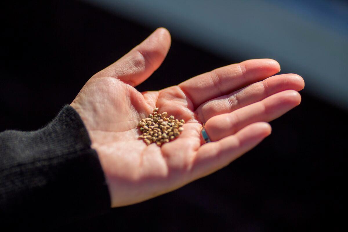 A person holds seeds during a school lesson on planting a vegetable garden. (David McNew/AFP via Getty Images)