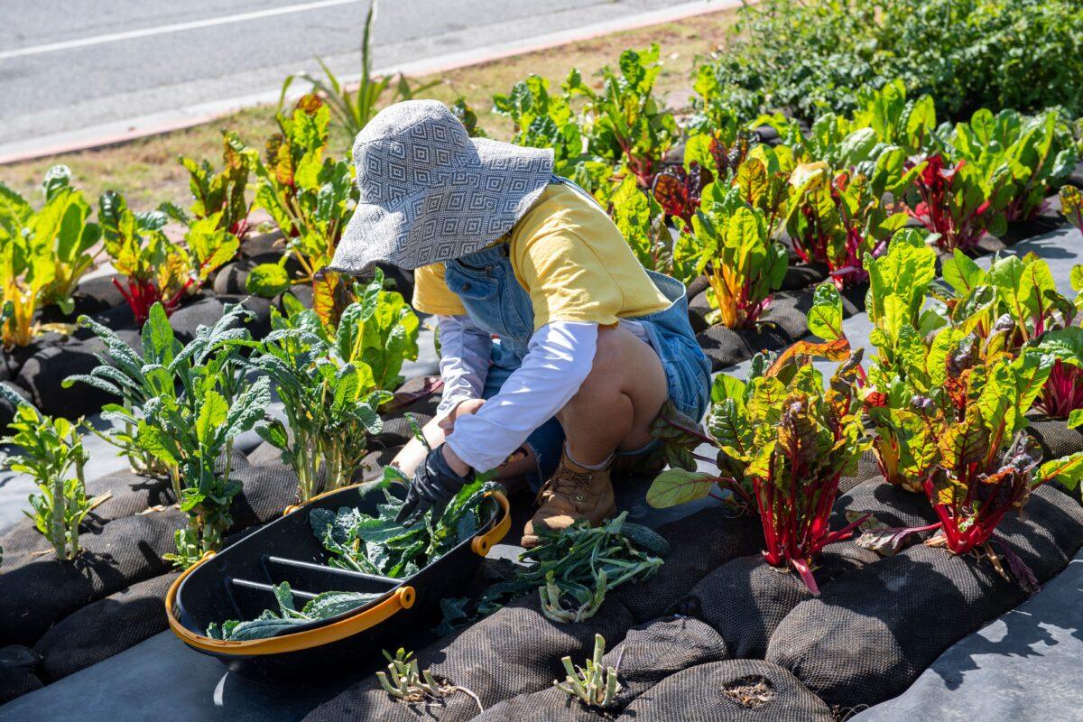 A woman tends a microfarm home garden in Los Angeles on May 23, 2021. (Valerie Macon/AFP via Getty Images)