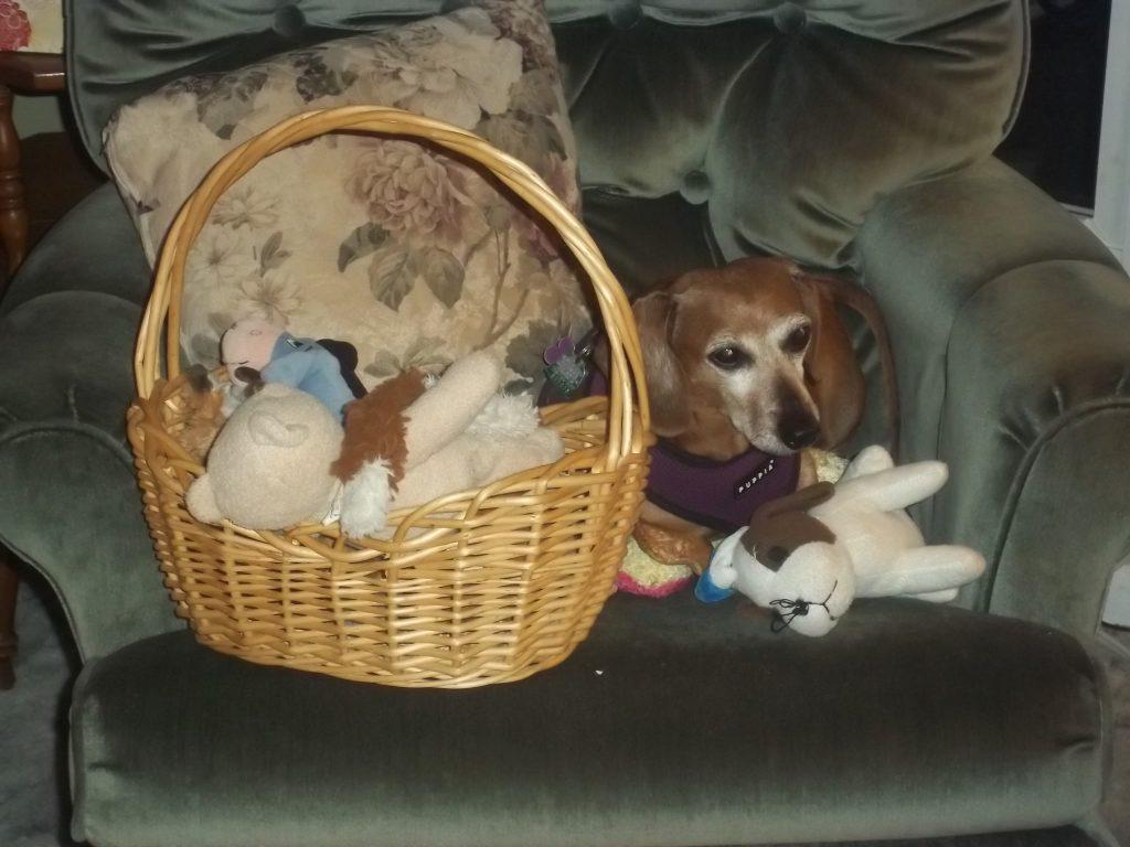 Taz with toys. (Courtesy of Debra Sherman)